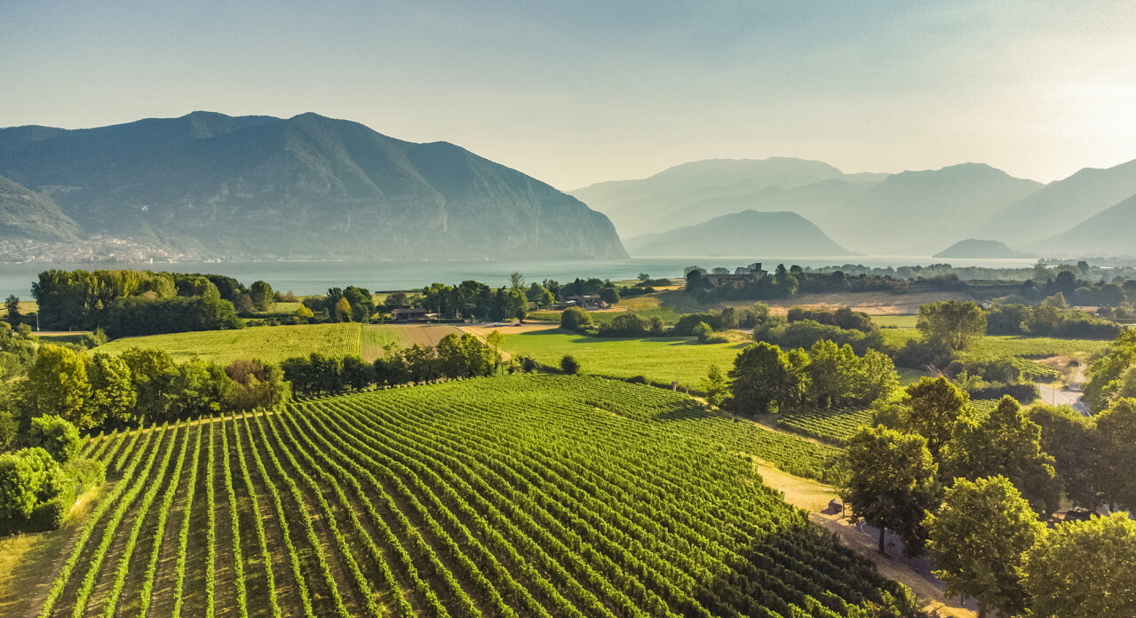 Landolt Weine - Muratori Franciacorta