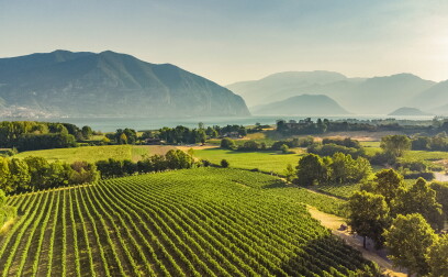 Landolt Weine - Muratori Franciacorta